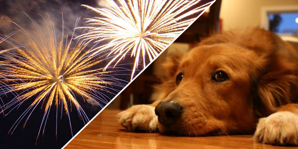 Truque genial para que o teu cão não se assuste mais com o fogo de artifício! Fantástico!